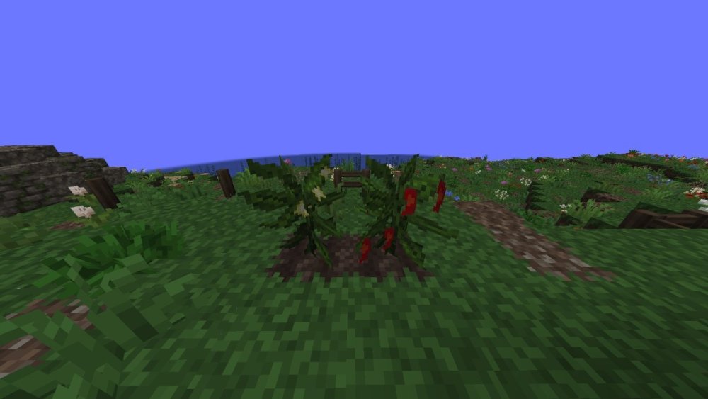 ростки с плодами.jpg