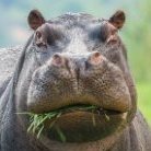 заморский фрукт